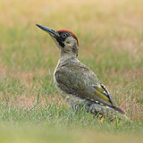 Green woodpeckers